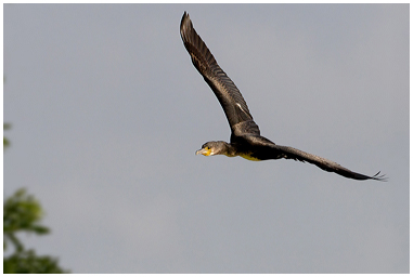 Fotografia di Cormorano in volo sopra gli alberi