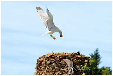 Fotografia di Gabbiano Reale Mediterraneo che porta cibo al nido