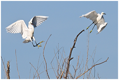 Garzetta adulta scaccia un giovane dal posatoio