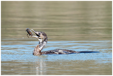 Marangone minore con gambero nel becco