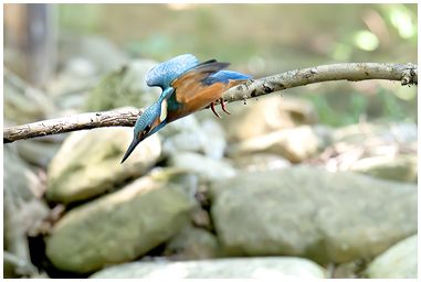 Martin pescatore sul posatoio prima del tuffo