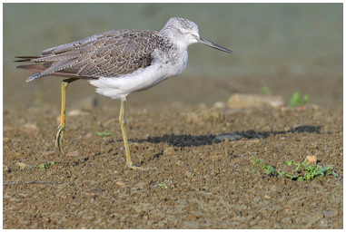 Pantana si allunga una zampa