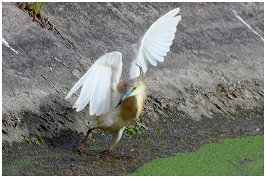 Sgarza ciuffetto con anfibio nel becco