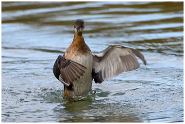 Fotografia di Tuffetto che danza