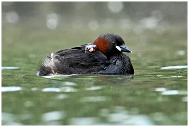 Tuffetto con pullo sotto l'ala