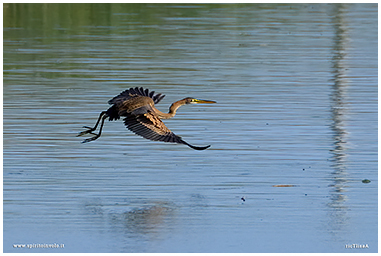 Photo of Red Heron flying