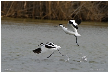 Coppia di Avocetta in volo