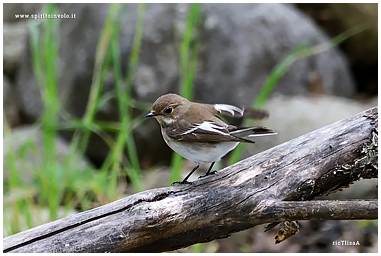 Photographs of Pied Flycatcher
