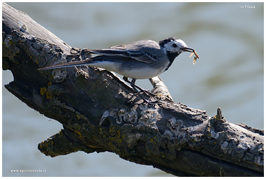White Wagtail photos