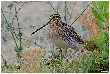 Photographs of Common Snipe
