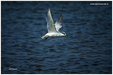 Sandwich Tern photo