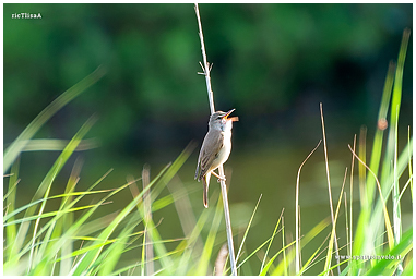 Eurasian Reed-warbler photo