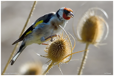 Eurasian Goldfinch