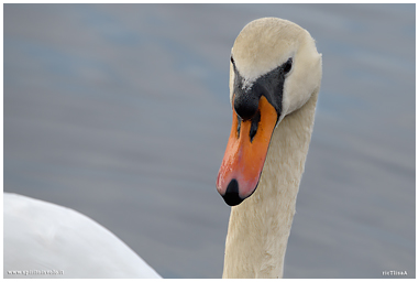 Cigno reale che nuota nel lago