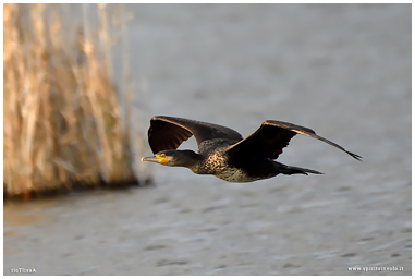 Fotografia di Cormorano che asciuga le ali sulla riva