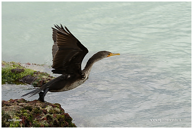 Fotografia di Cormorano orecchiuto mentre spicca il volo