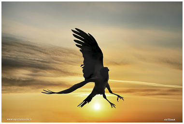 Fotografia di Cornacchia grigia in volo al tramonto