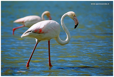 Fotografia di Fenicottero Rosa mentre cammina nello stagno