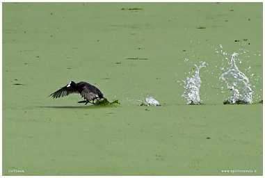 Fotografia di Folaga che corre sull'acqua