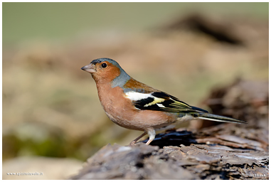 Fotografia di Fringuello maschio in volo nel bosco