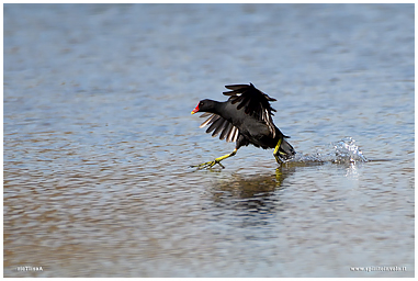 Fotografia di Gallinella d'acqua che mangia sulla riva