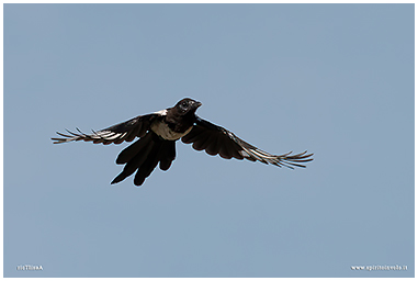 Photos of Eurasian Magpie 