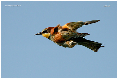 Bee-eater photo