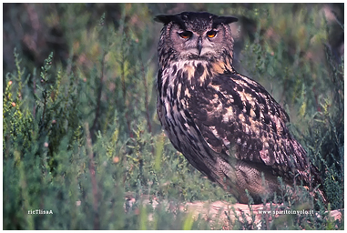 Long-eared Owl photo