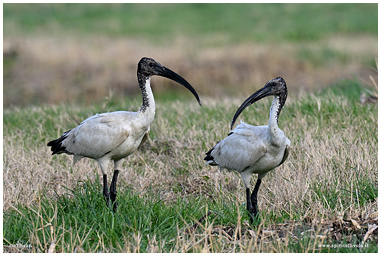 Fotografia di Ibis Sacro mentre cammina su tronco di albero