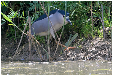 Fotografia di Nitticora che peasca nel lago