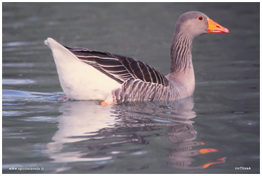 Greylag Goose photo