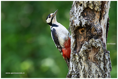 Photos of Great spotted woodpecker