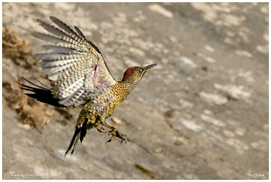 Fotografia di Picchio verde in volo