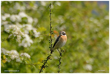 Whinchat photos