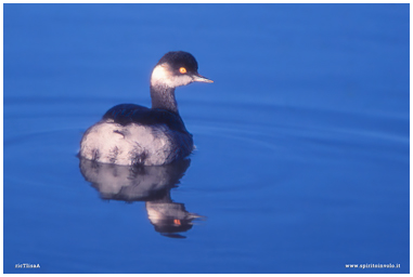 Fotografia di Svasso piccolo che nuota in un lago