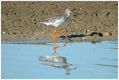 Photographs of Spotted Redshank