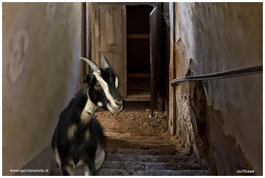 Capretta sulle scale nel borgo della capra