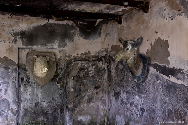 Teste di animali imbalsamati nella cascina dell'antiquario