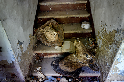 Teste di animali imbalsamati nel borgo della capra