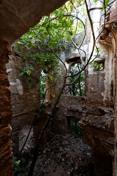 Albero cresciuto dentro la villa del polacco