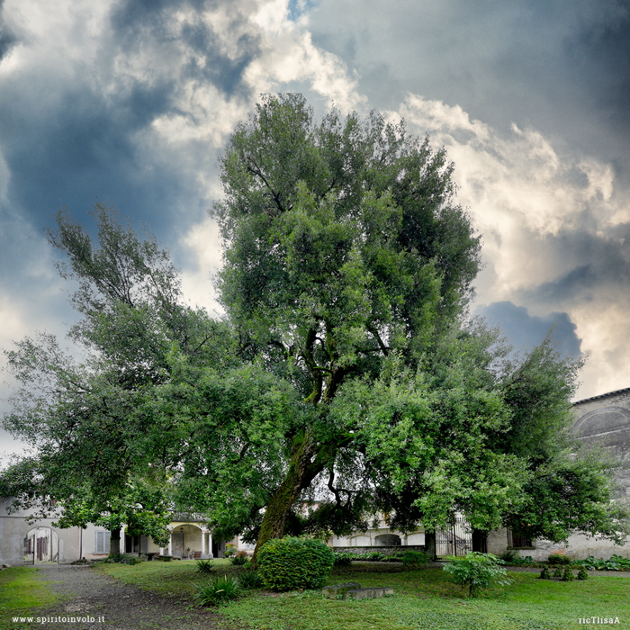 La grandequercia di villa Siotto Pintor